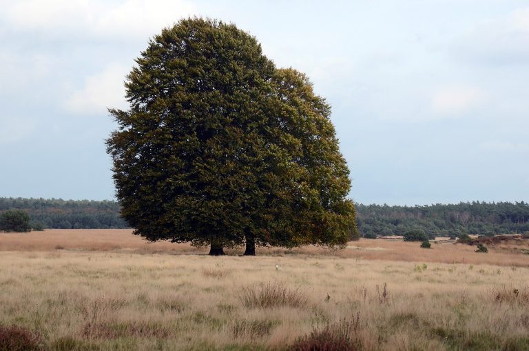 Solitaire beuk op de Hoge Veluwe