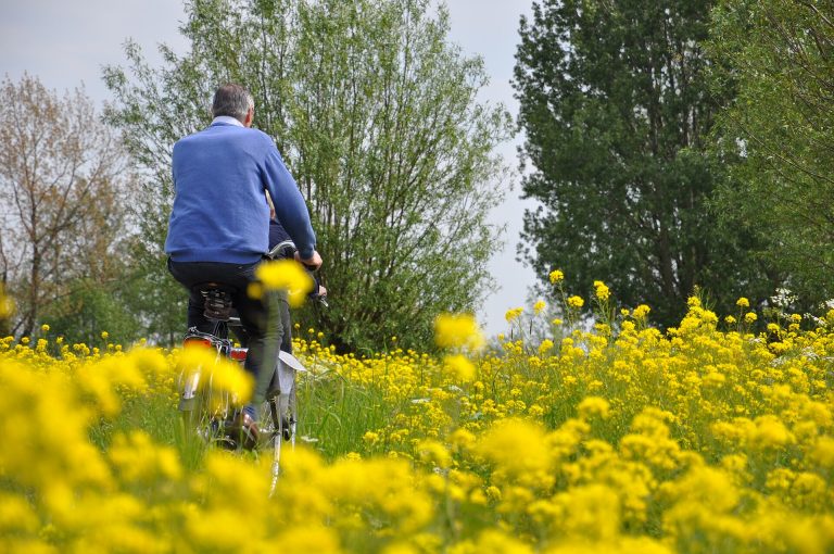Fietsers tussen het koolzaad