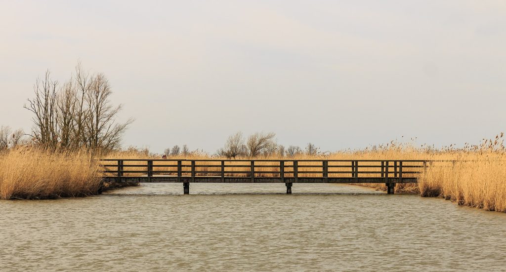 Loopbrug in de Oostvaardersplassen