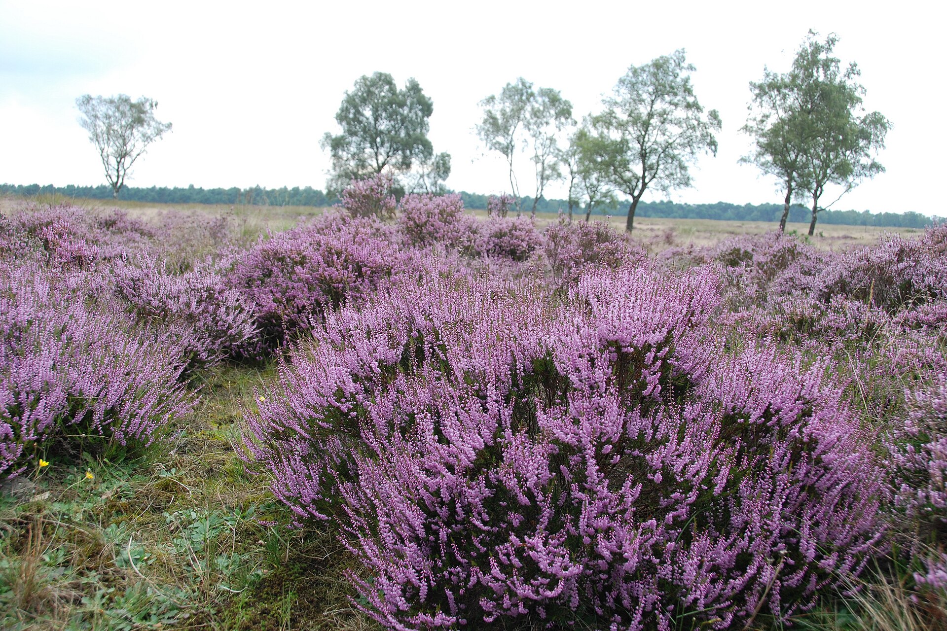 Bloeiende heide op de Hoge Veluwe