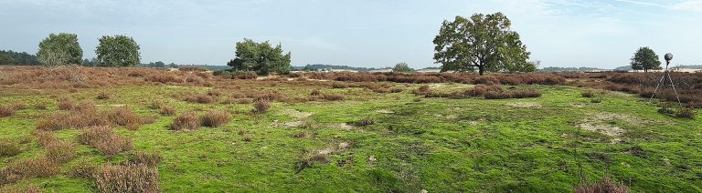 Loonse en Drunense Duinen in Brabant