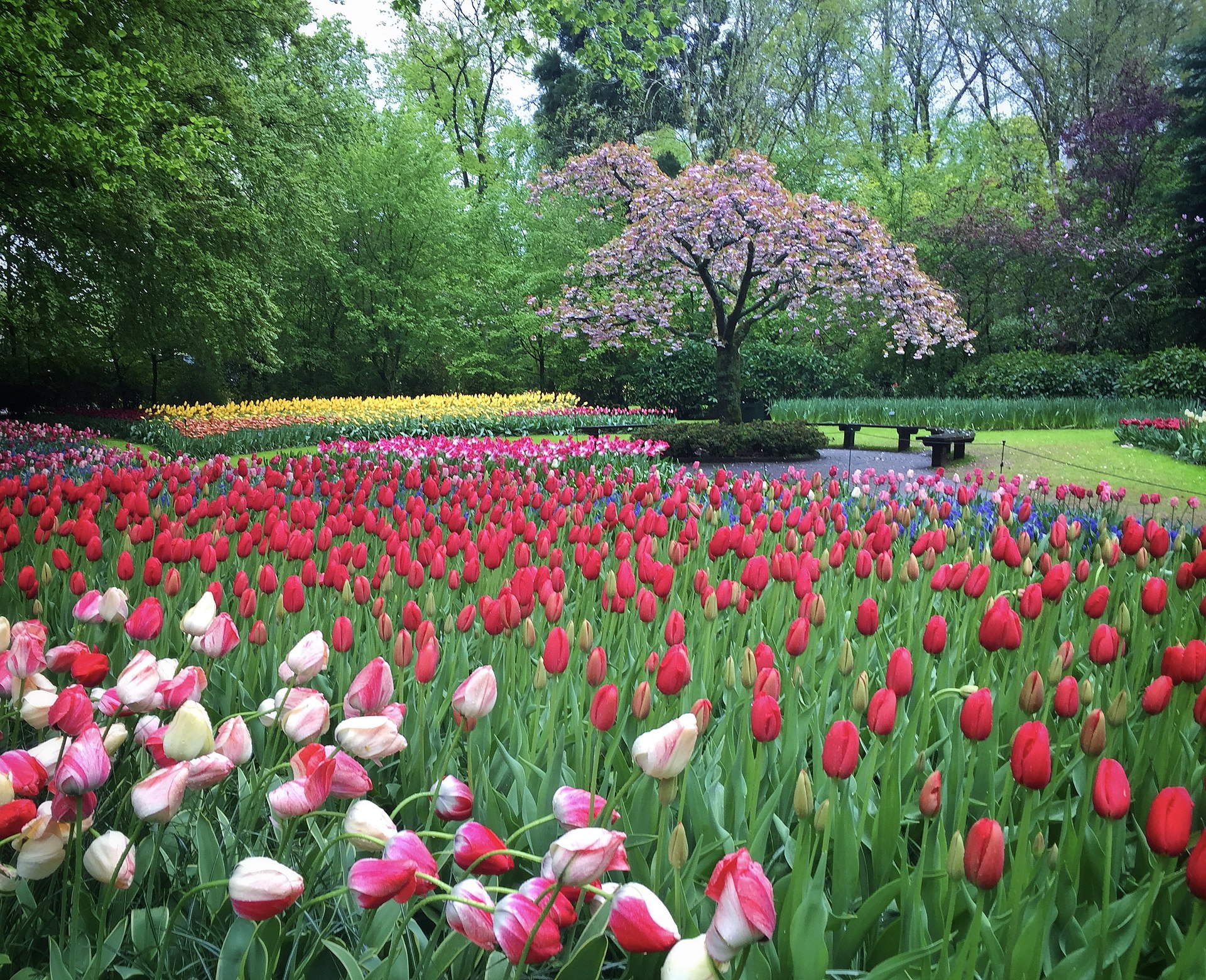 Tulpen in de Keukenhof