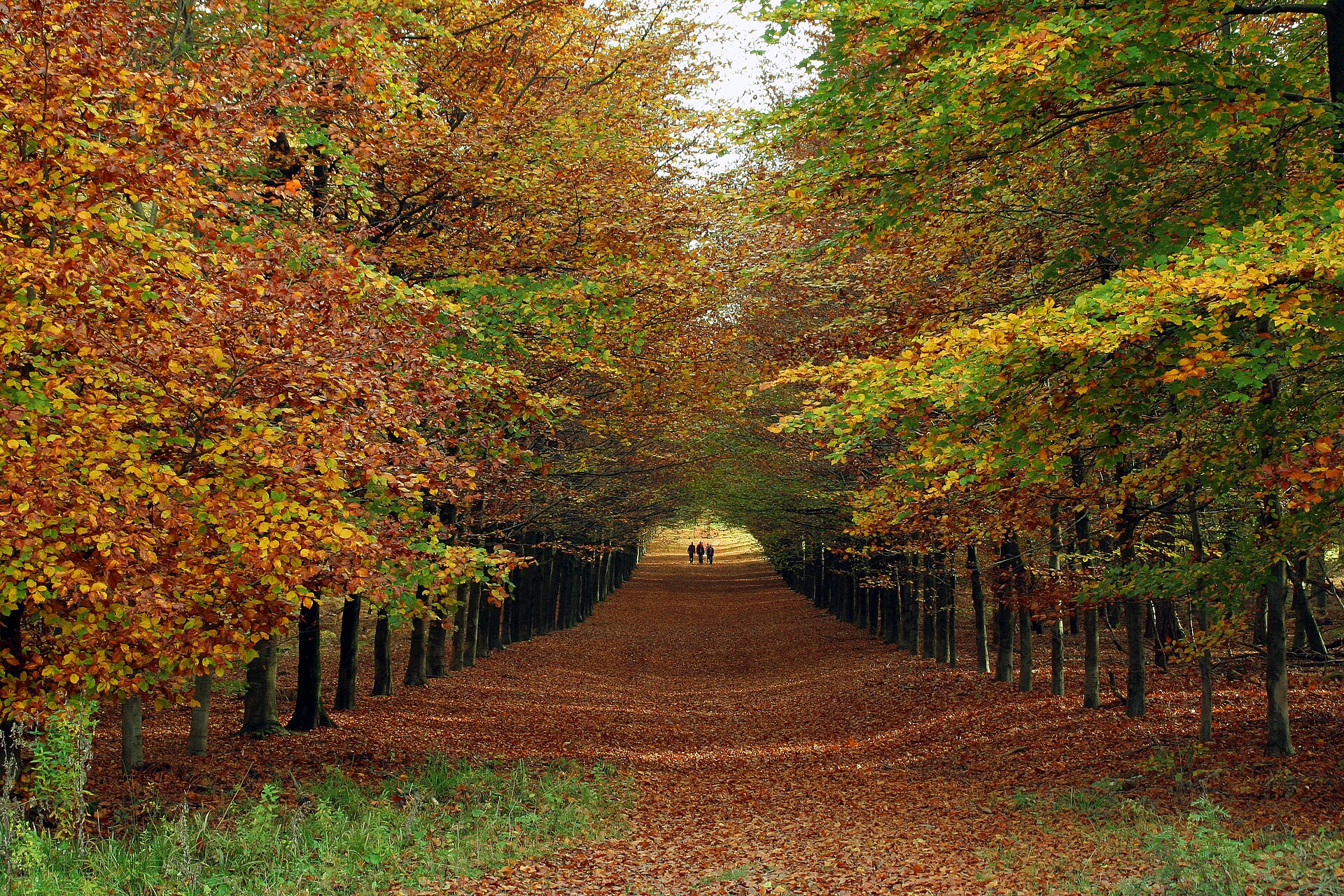 Herfst op de Veluwezoom